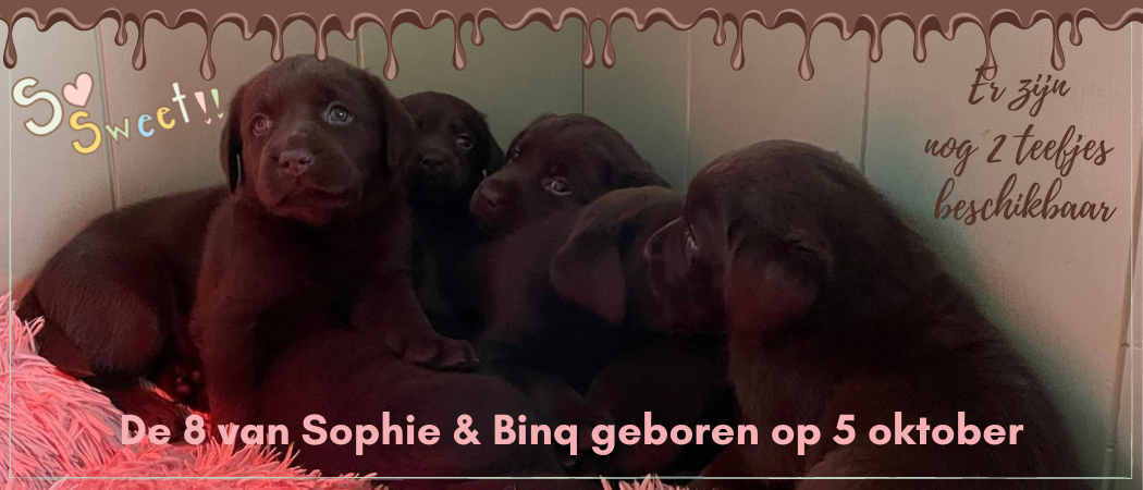 Pups geboren | 8-ling van Sophie en Binq
